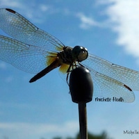 EmeraldragonflyCo