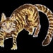 Buyer Avatar