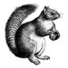 SquirrelVintageShop