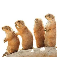 PrairieDogPaperCo