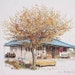 Nicole Nicole
