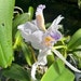 kiavahgarden