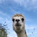 3Alpacas