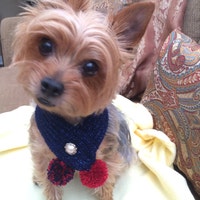 TheChicDogBoutique