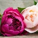 WhitePeonybyKC