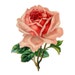 Buyer Avatar