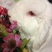 White Rabbit Flowers avatar