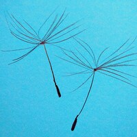 Fabricadeeter