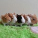 guineapigler