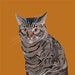 Katharine Bowen avatar