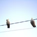 BuyBuyBlackBird
