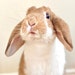 BunloafbyCharlie
