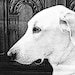 WhiteDogVintage avatar