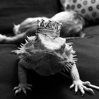 TheBeardieQueen