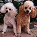 Buyer Avatar