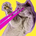 PurrfectPawDesigns