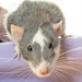 MaplewoodPets
