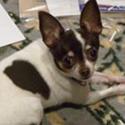 tinysaurus's profile picture
