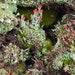 PlantPassion