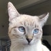 Buyer Avatar