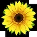 sunflowerfabric