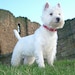 HelloDoggieShop