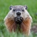 WoodChuckWorkShopAR