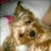 Buyer Avatar
