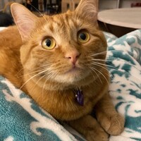 orangekittencrafts