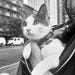 City Kitty