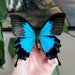 Buyer Avatar