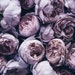 AristocraftsandCurls