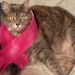 Francine