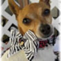 DoggieCustomCouture