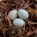 LittlePrairieBird