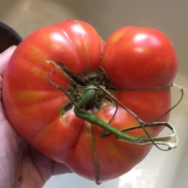 Queen Bee String Art Kit Bee String Art, DIY Kit, Crafts Kit, Bee Decor ...