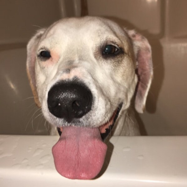 Fruit Picnic Key Fob Gingham Spring Wristlet Keychains - Etsy