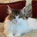 HattieCattie