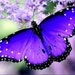 Blue Moonlight avatar