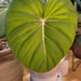 LRTropicals
