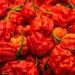 HellfireDust