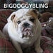 BigDoggyBling avatar