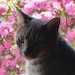 GrayCatCurios