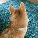 NotAFox
