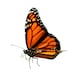 MonarchsGarden