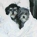 poodlewhisperer avatar