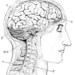 Cerebellum avatar