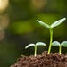 Spring Soil