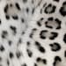 SugarPlumWish