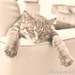 ShougunCat